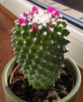 Sukulent Mammillaria polythele