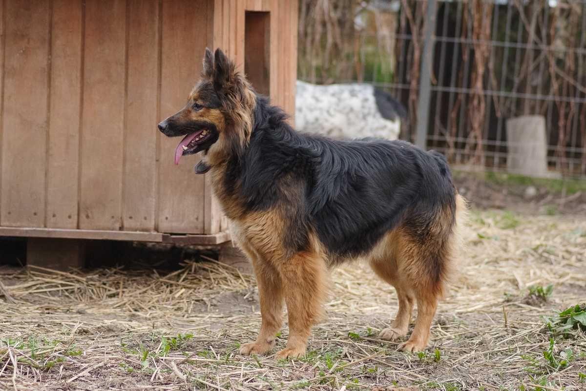 owczarek mix Majka szuka domu schronisko Zgierz-aktualne