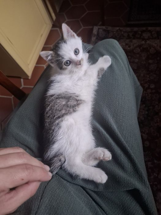 Oddam kotka za darmo