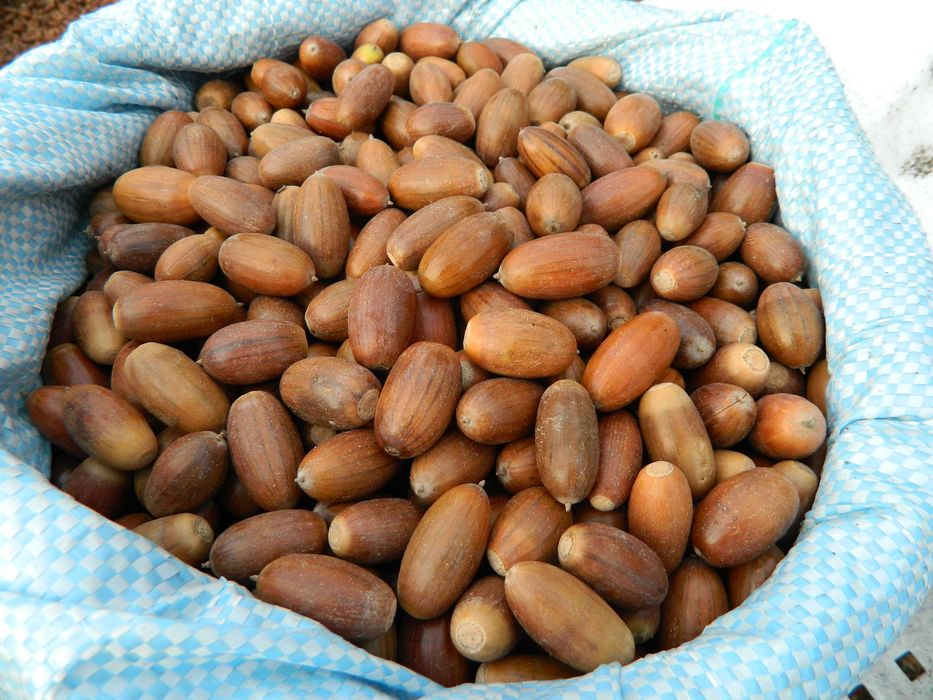 Żołędzie dębu szypułkowego nasiona dębu ( Quercus Robur )