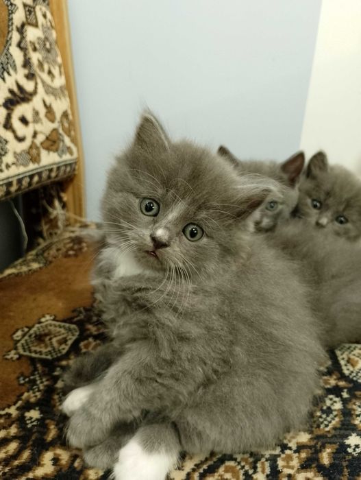 котики  британськи довгошерстні