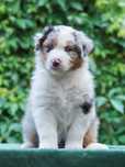Owczarek australijski suczka blue merle