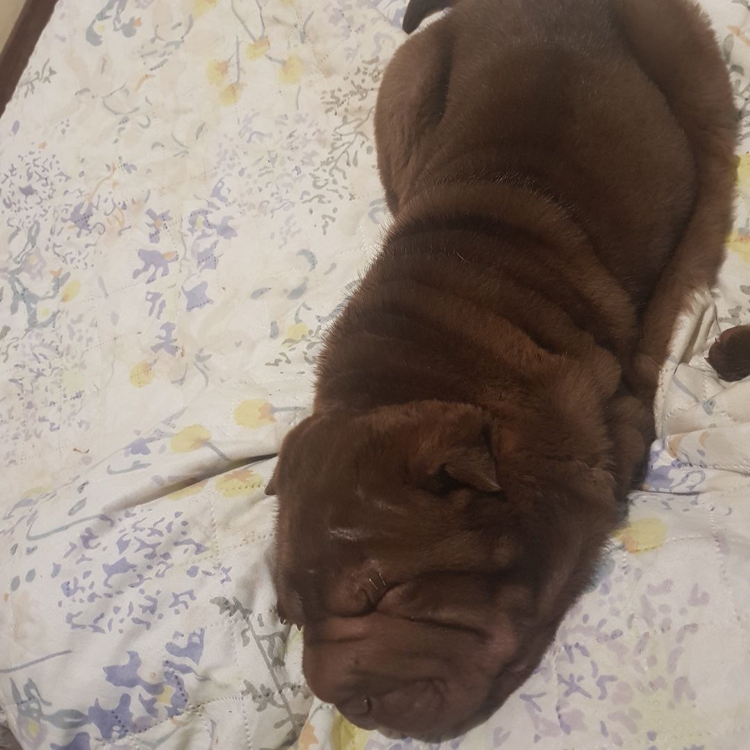 Bebé sharpei ruguinhas