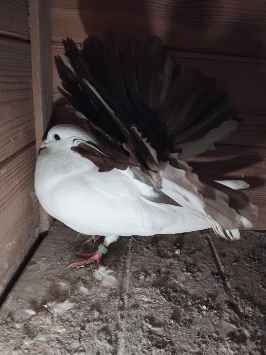 Gołębie ozdobne  - pawik