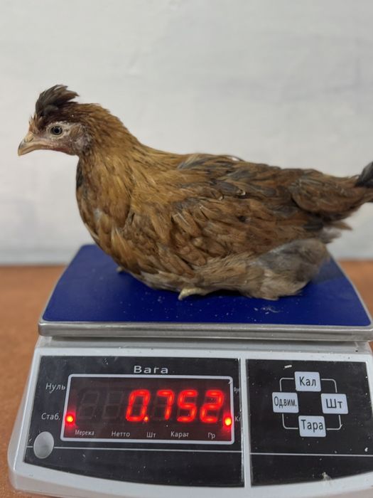 Продаю кури, курчата,качки,індики,гуси