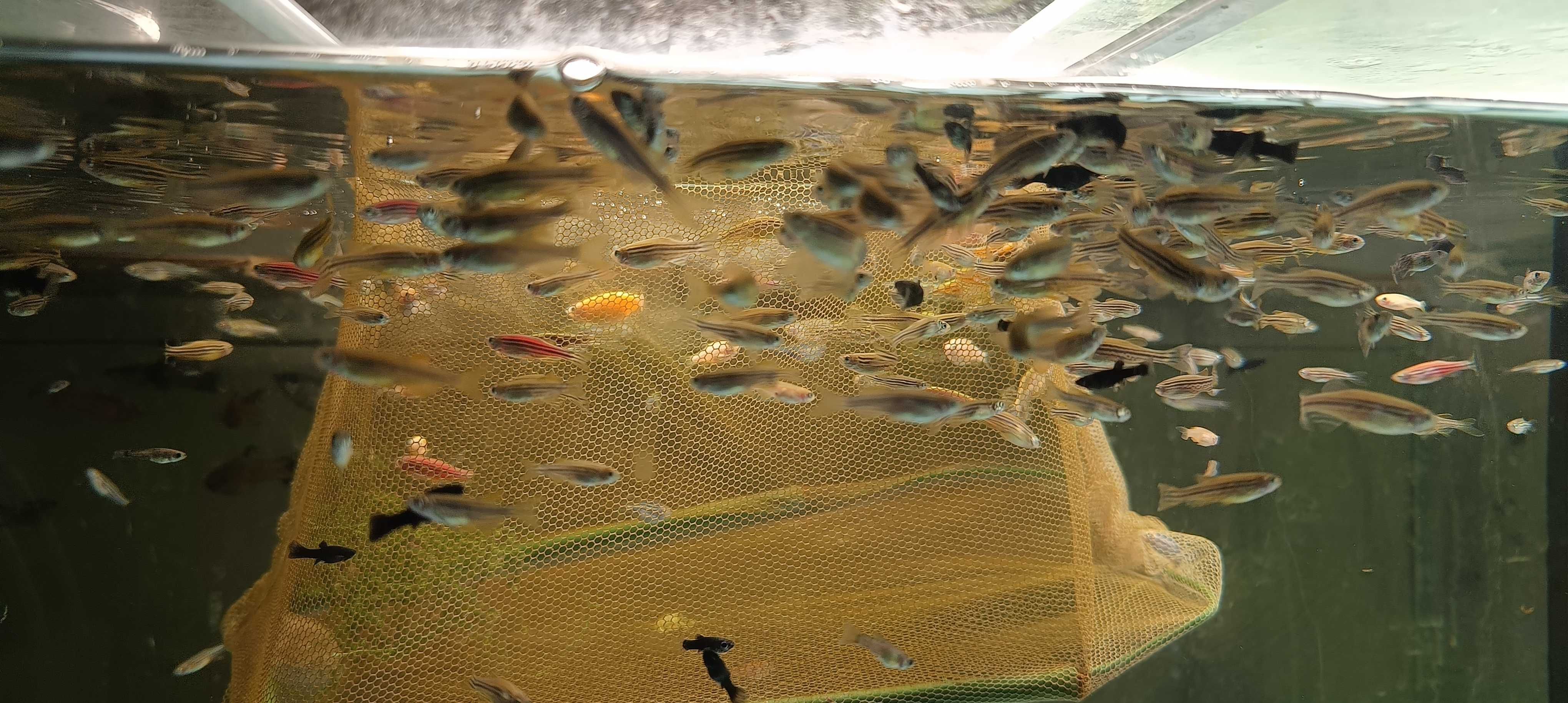 Sprzedam Danio pregowane mix