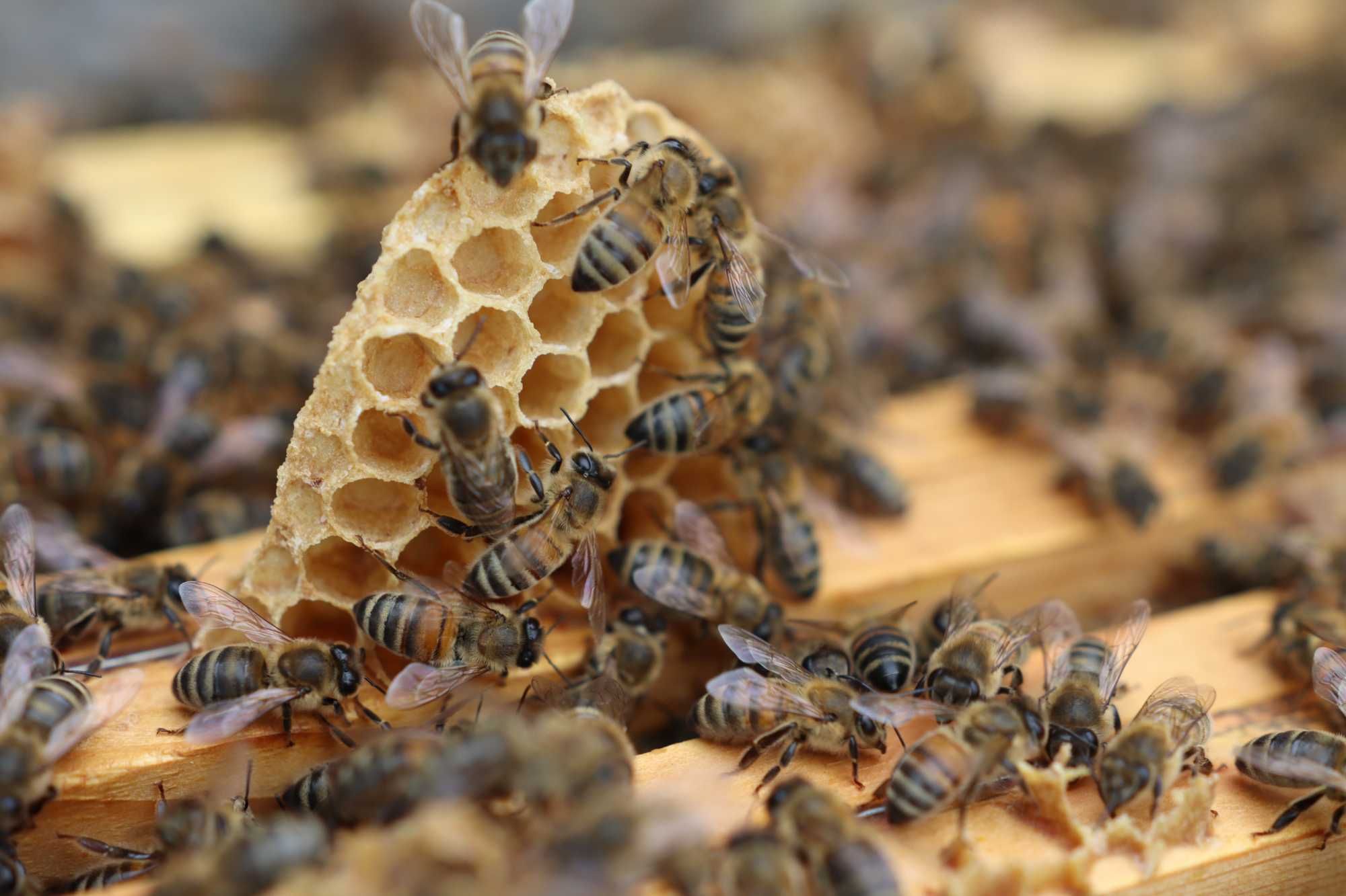 Rodziny pszczele pszczoły