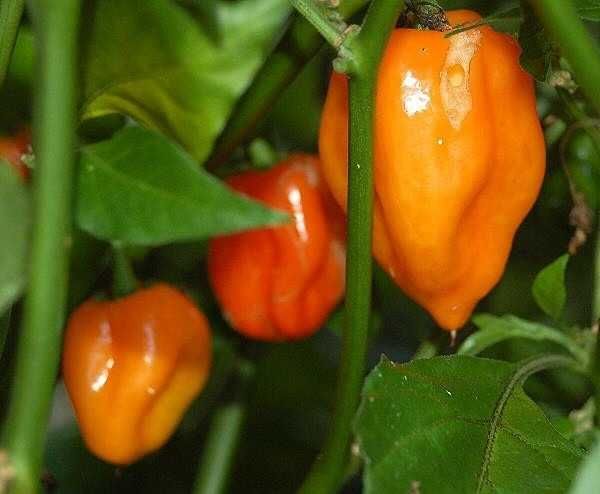 Sementes de Pimenta Habanero Laranja - envio gratuito