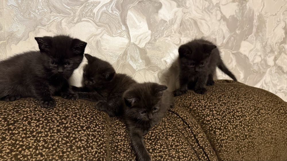 Віддам у добрі руки