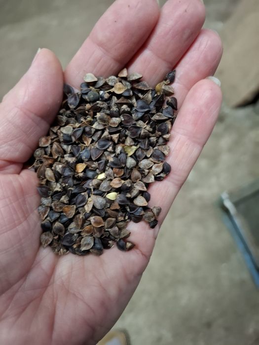 Sprzedam ziarno gryki.