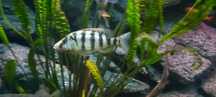 Placidochromis Johnstoni Malawi pyszczak samica F1