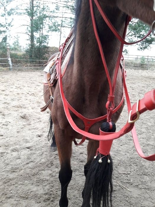 Ogłowie husarskie, kawaleryjskie  (polish cavalry bridle)