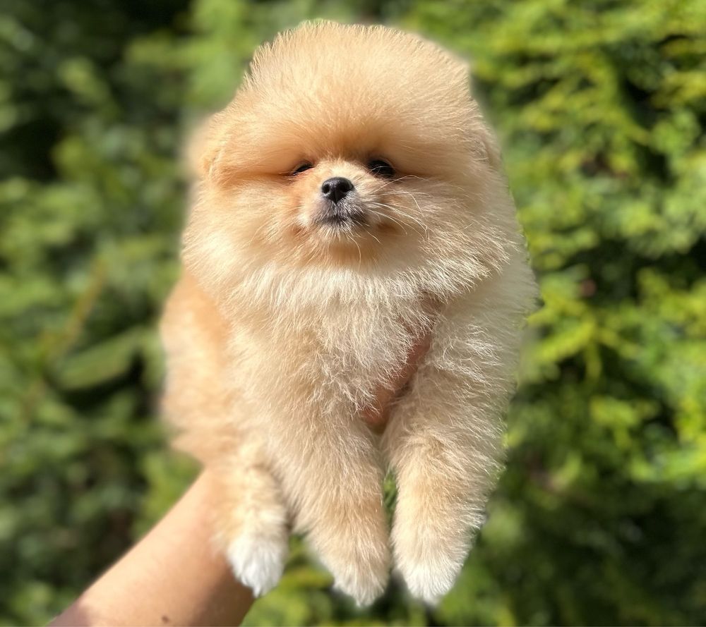 Szpic miniaturowy pomeranian FCI szczenięta chłopiec gotowy do odbioru