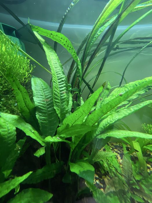 Mikrozorium, microzorium, microsorium Roślinka roslina akwariowa