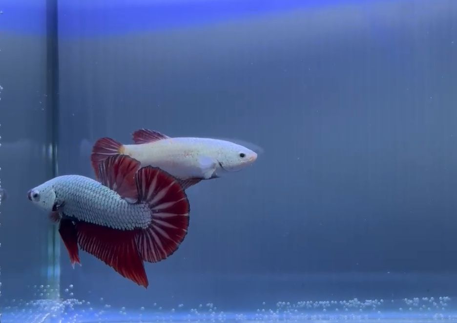 Casal Betta Red Dragon