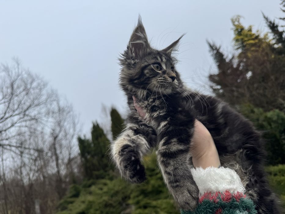 Мейн-Кун Девочка ,мальчики в цвете Black Tabby ,котята