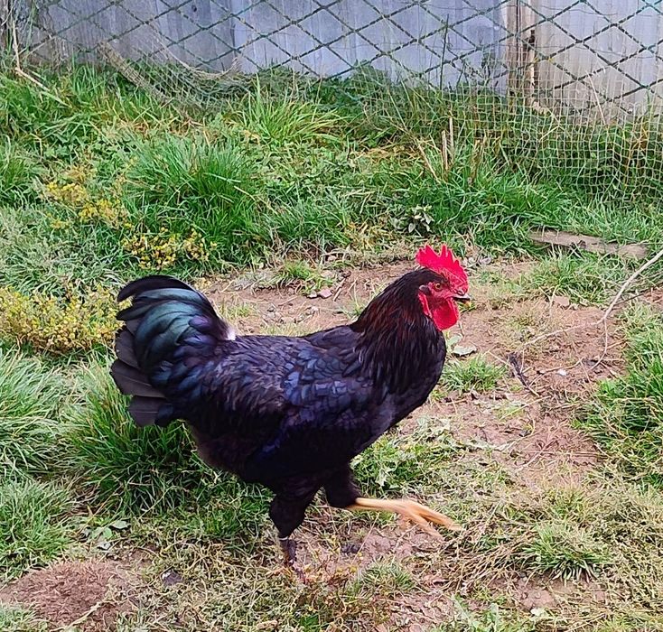 Sprzedam koguty mlode