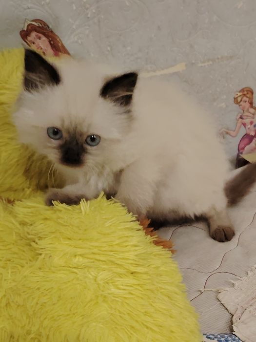 Голубоглазые гималайские котятя