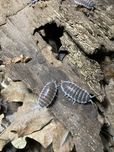 Porcellio hoffmannseggii 12 sztuk prosionki isopody