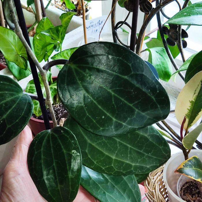 Хойя Латіфолія, зріз визрівшого вузла. Вкорінені запитуйте.