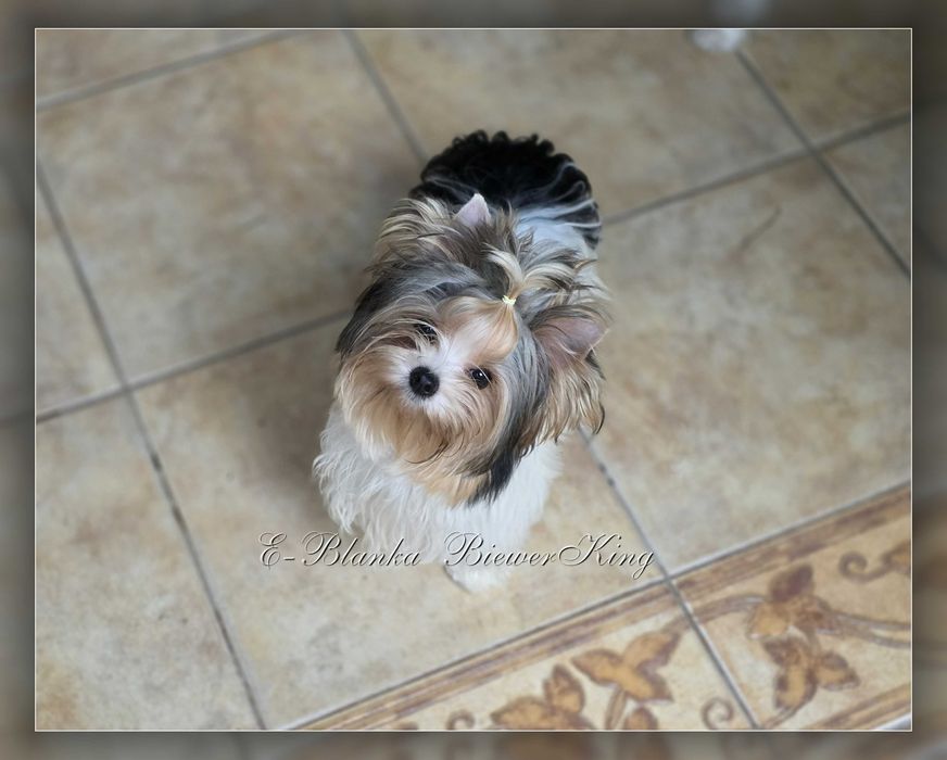 York Biewer Yorkshire Terrier