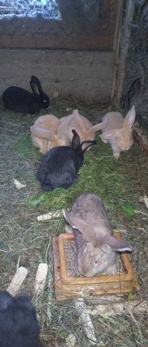 Samice srokacz czarny