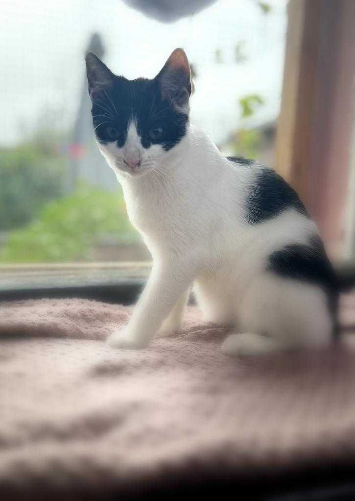 MIni - wyjątkowa półroczna kotka z trudnym startem w życie do adopcji