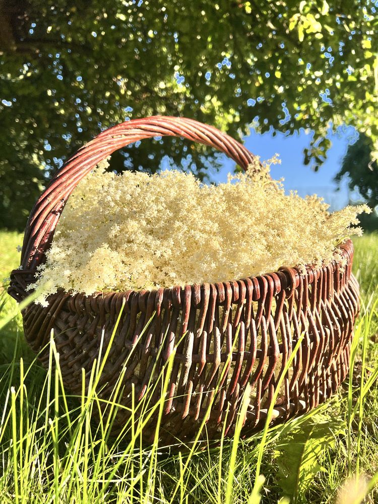 Syrop z czarnego bzu domowej roboty, naturalny!
