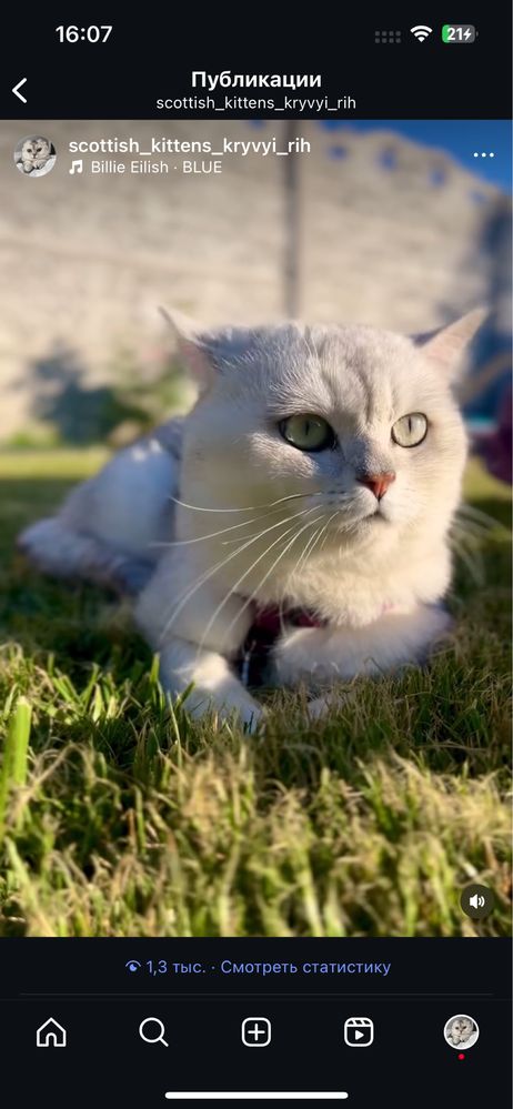Вязка Шотландского кота