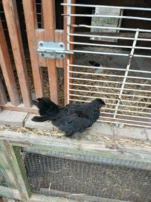 Karzełki łapciate mix silka