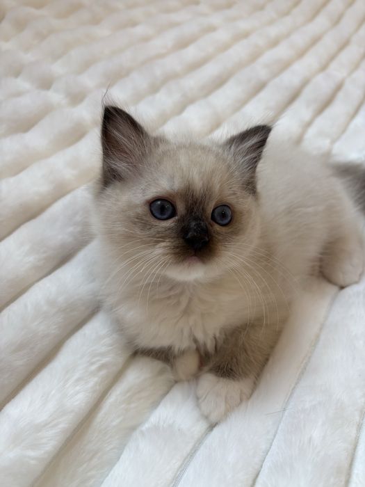kocięta ragdoll Smk Jedynka/FPL/FIFe