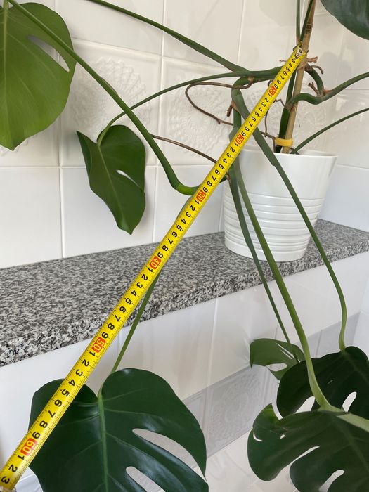 Kwiat Monstera  duży