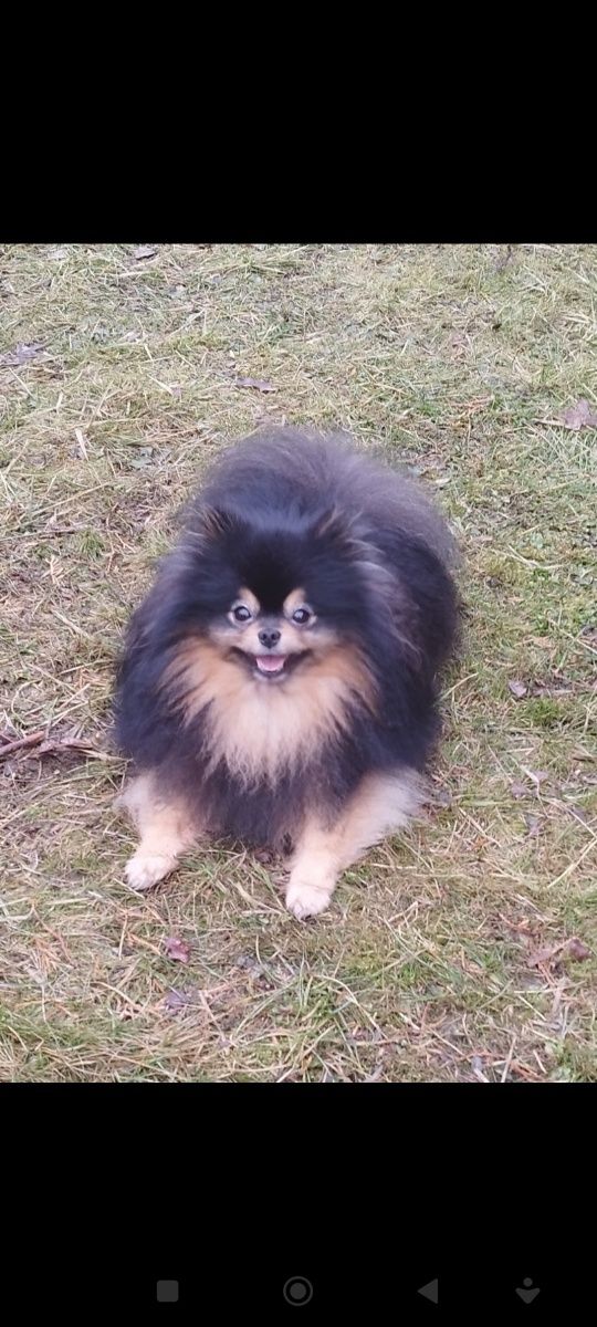 Pomeranian szpic miniaturowy Zkwp Fci