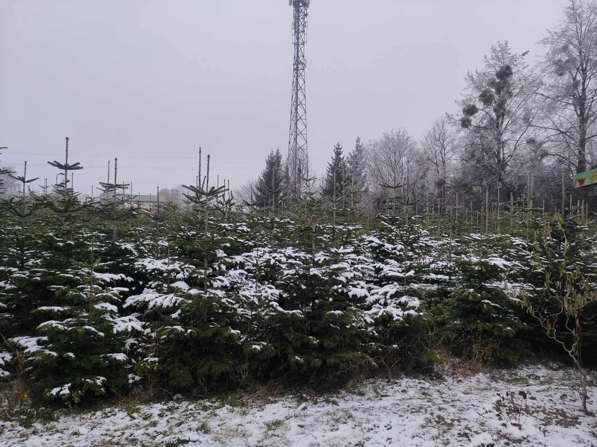 Jodła kaukaska cięta na bieżąco