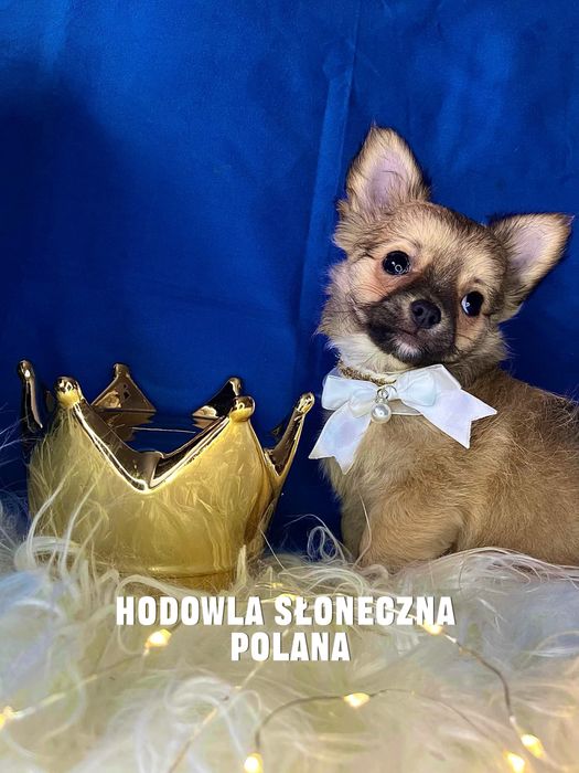 Chihuaua piesek  z rodowodem