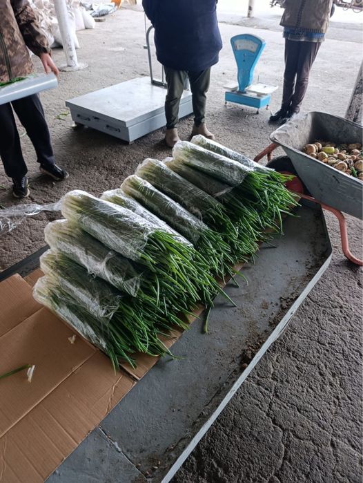 Продам перо цибулі/зелену цибулю