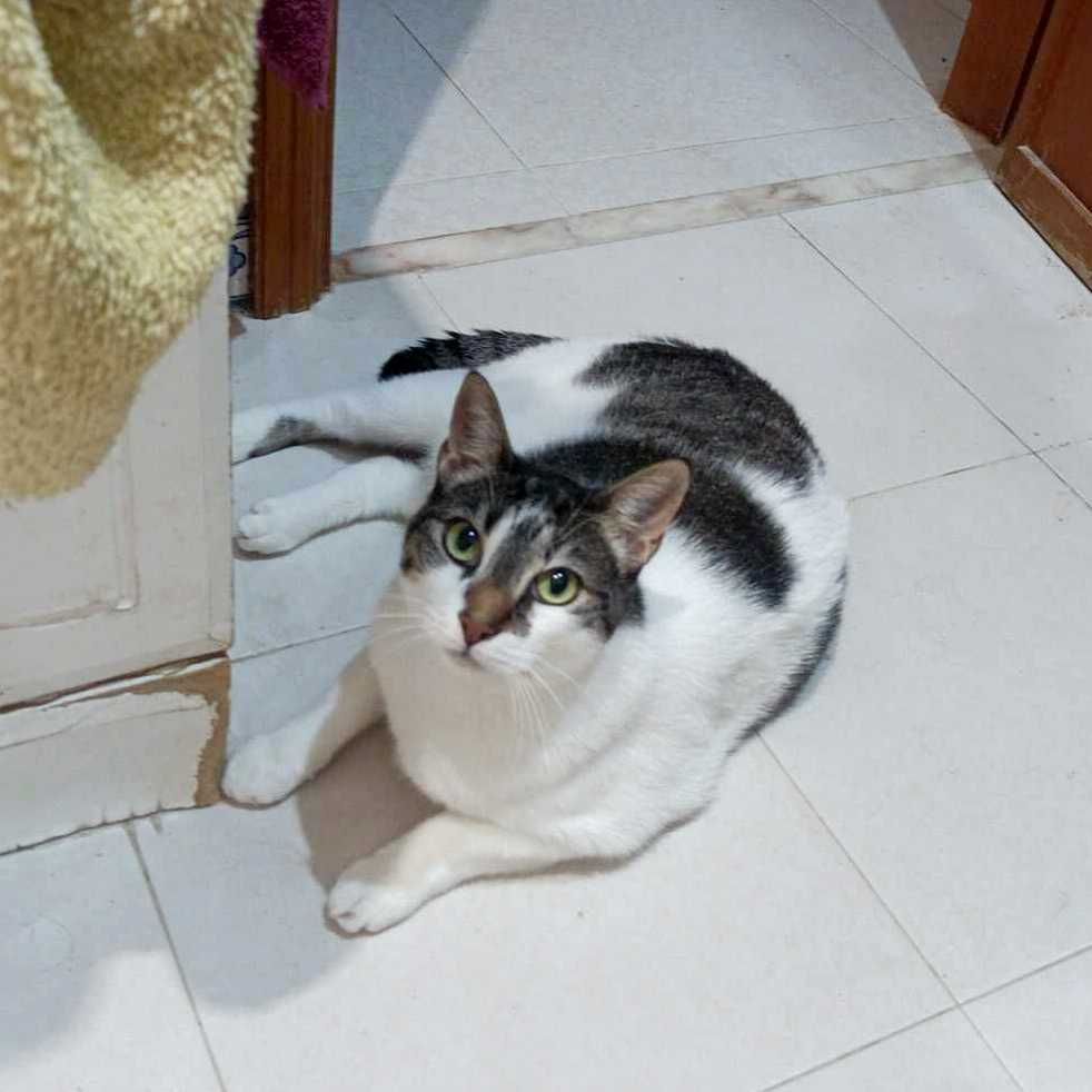 SETÚBAL e arredores -- LIZZA, gatinha para adopção