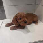 Cockapoo > hybryda pudel  & cocker spaniel.