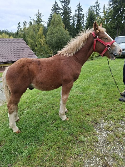 Sprzedam ogierka zimnokrwistego