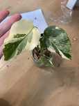 Monstera thai constellation