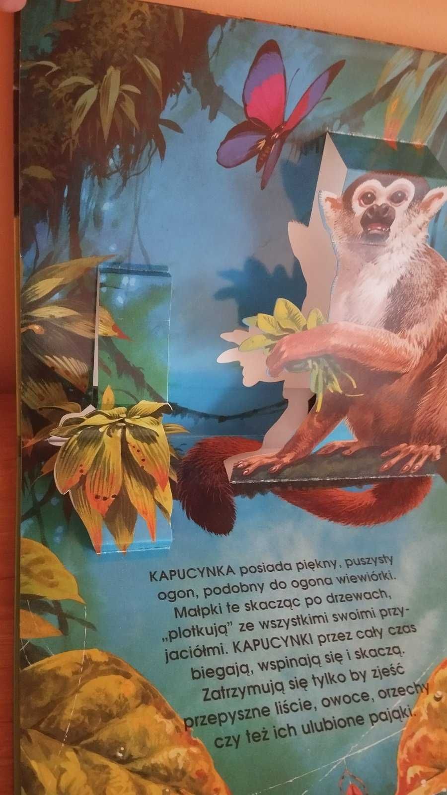 Zwierzęta dzungli książkа pop-up