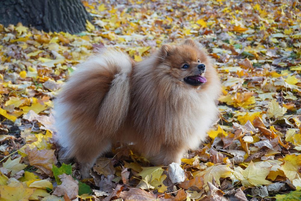 Мініатюрний шпіц