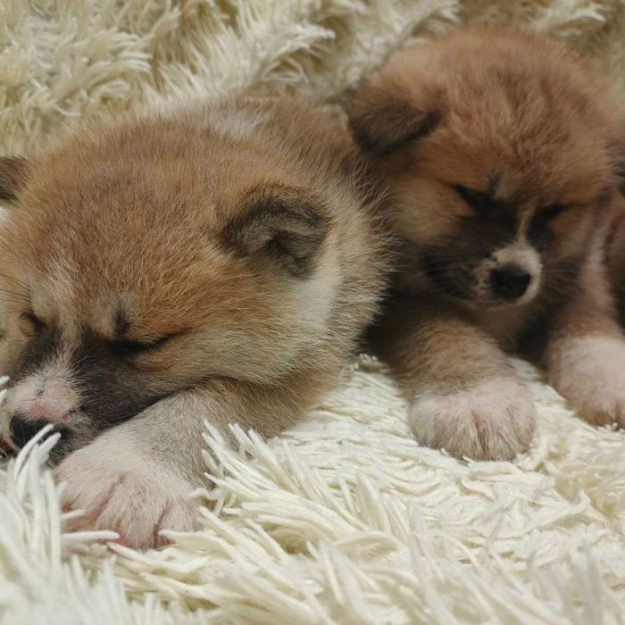 Щенята Акіта іну