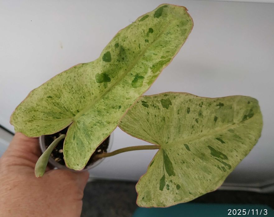 Філодендрон    Paraiso Verde