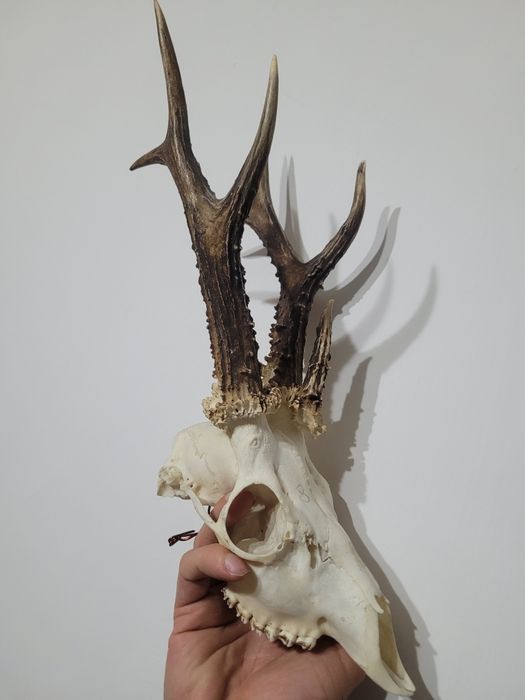 Parostki kozła 3 tykowiec