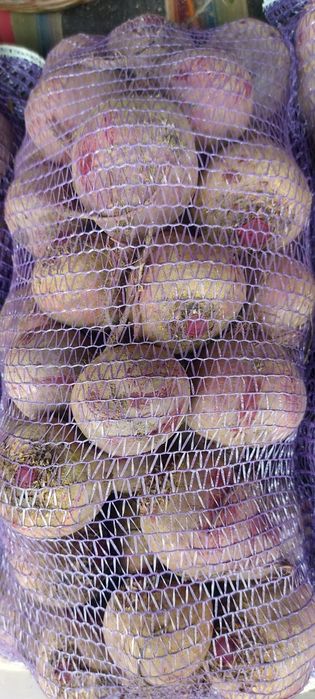 Продам буряк столовий