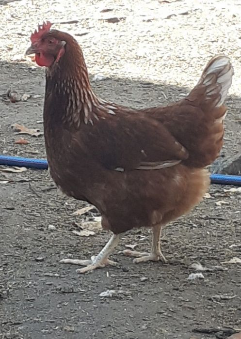 Nioski młode Rosa Leghorn lohman