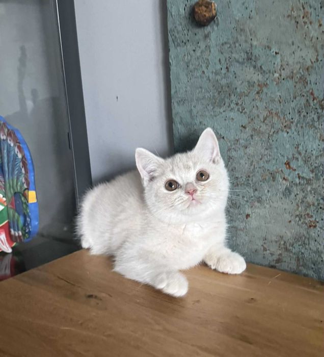 Flavia Liliowy Zakątek*Pl kotka w kolorze kremowym wystawowo/hodowlana