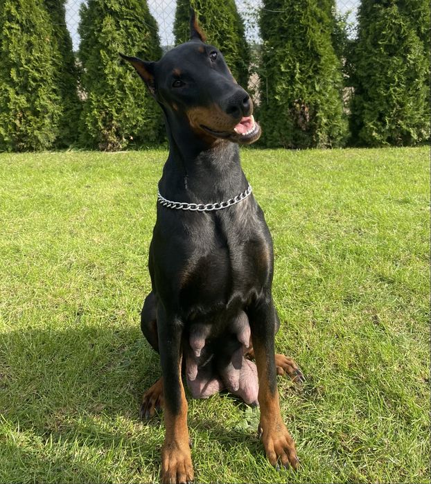 Doberman szczeniak suczka