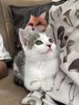 Kocurek do adopcji